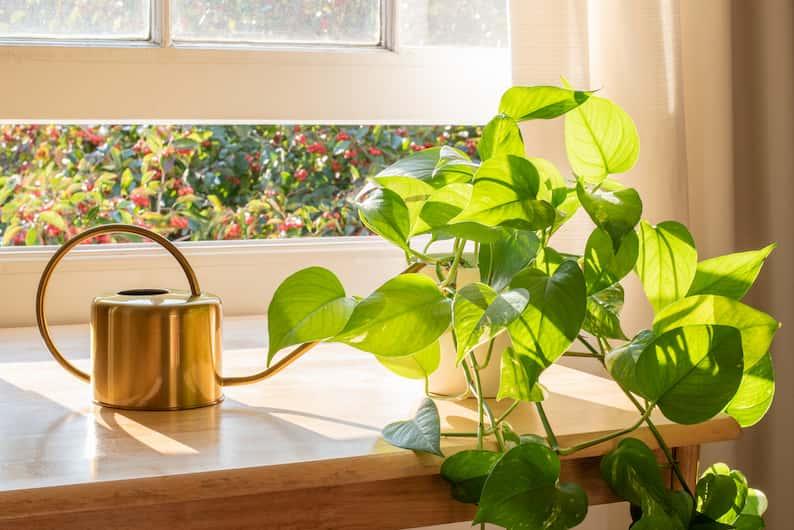 watering can next to a plant with droopy pothos leaves