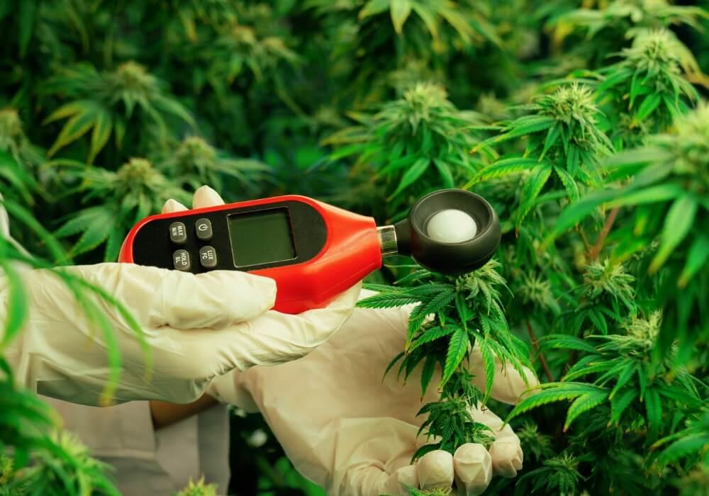 Temperature checking cannabis plants