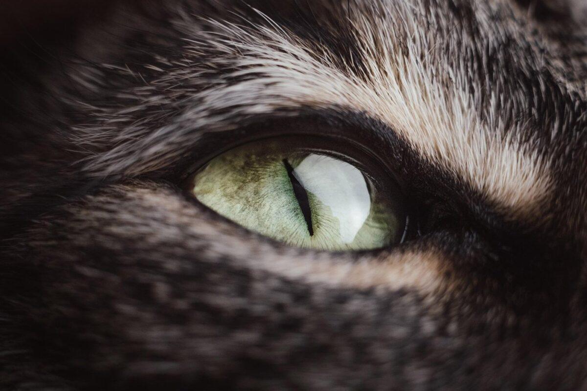 cat-eye