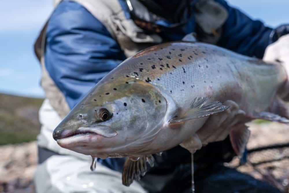 fisherman holds caught salmon with drop of water