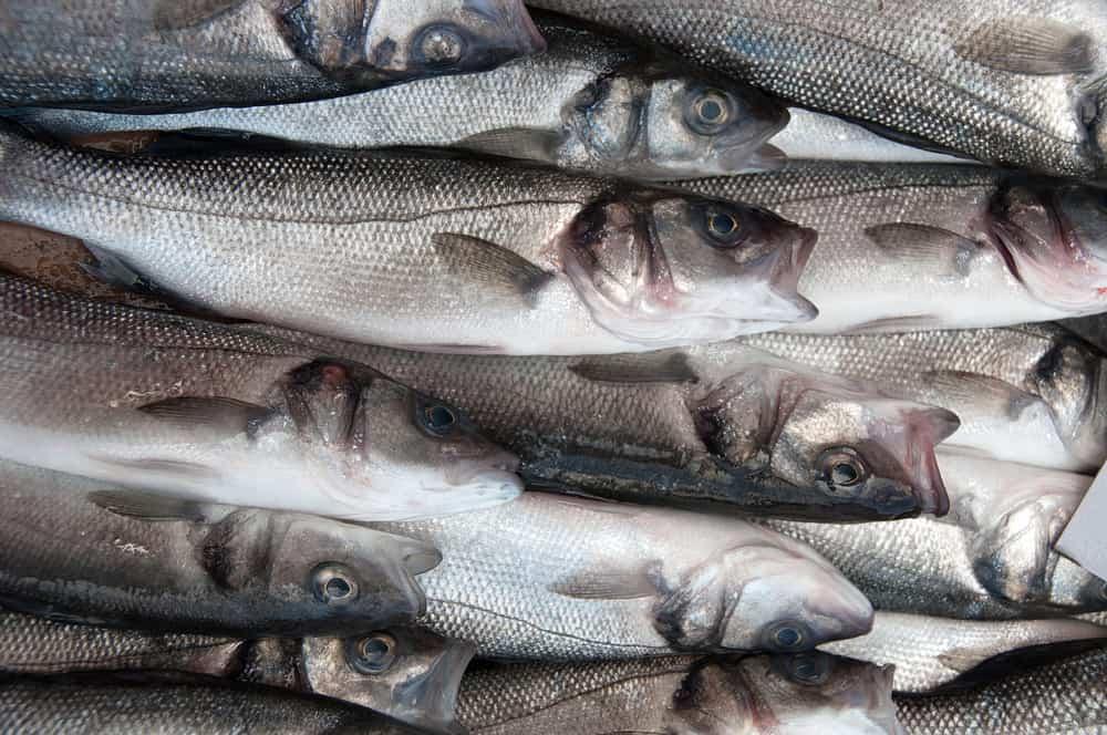 Fresh salt cod fish at the market