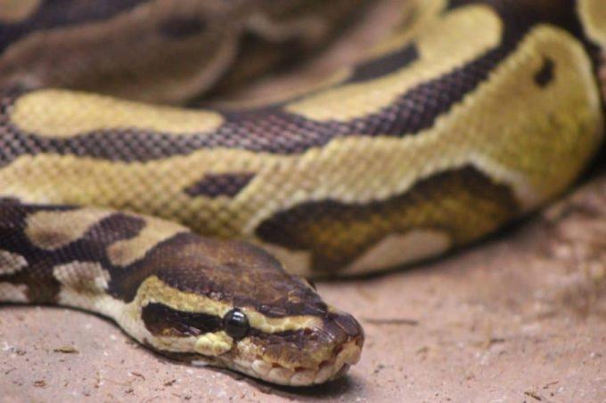 ball python not eating