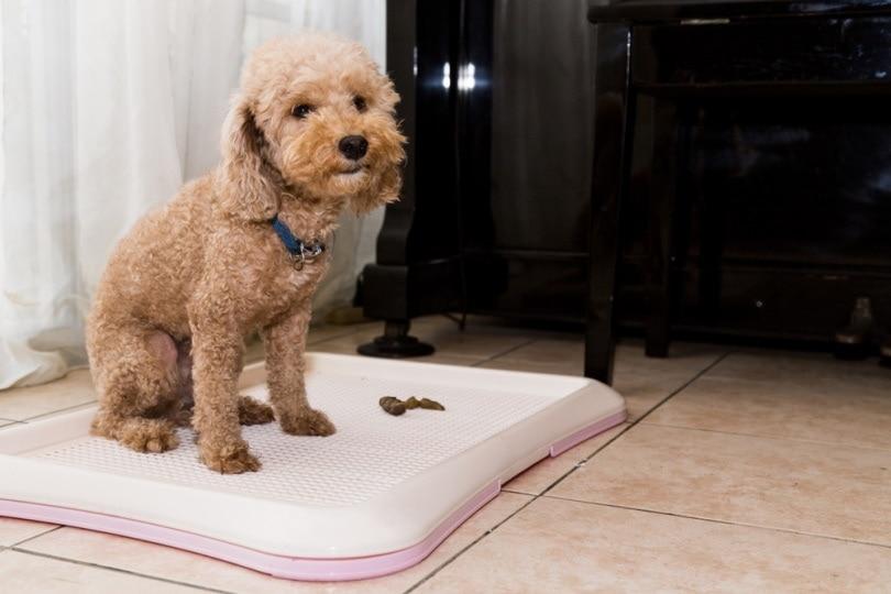 Cute dog pooping inside the house