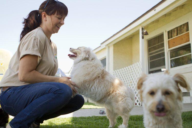 kennel worker plays with dog