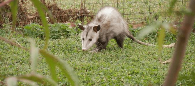 Possum During The Day