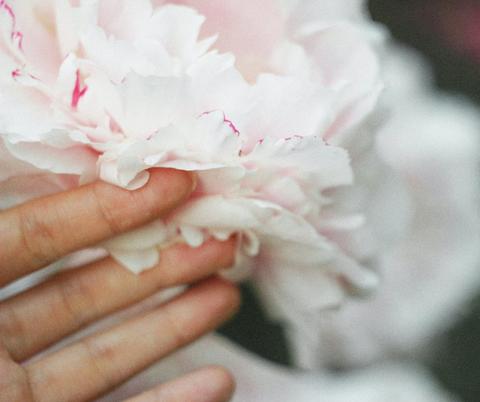 touching flower