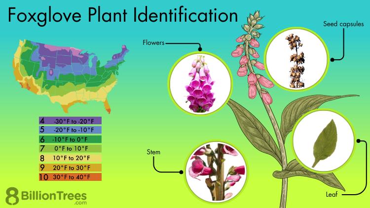 Graphic of a Foxglove Plant Identification, showcasing images of Foxglove flowers, Foxglove stems, Foxglove seed capsules, and Foxglove leaves along with a map of the United States, featuring color-coded temperature zones that indicate the different regions where the plant thrives.