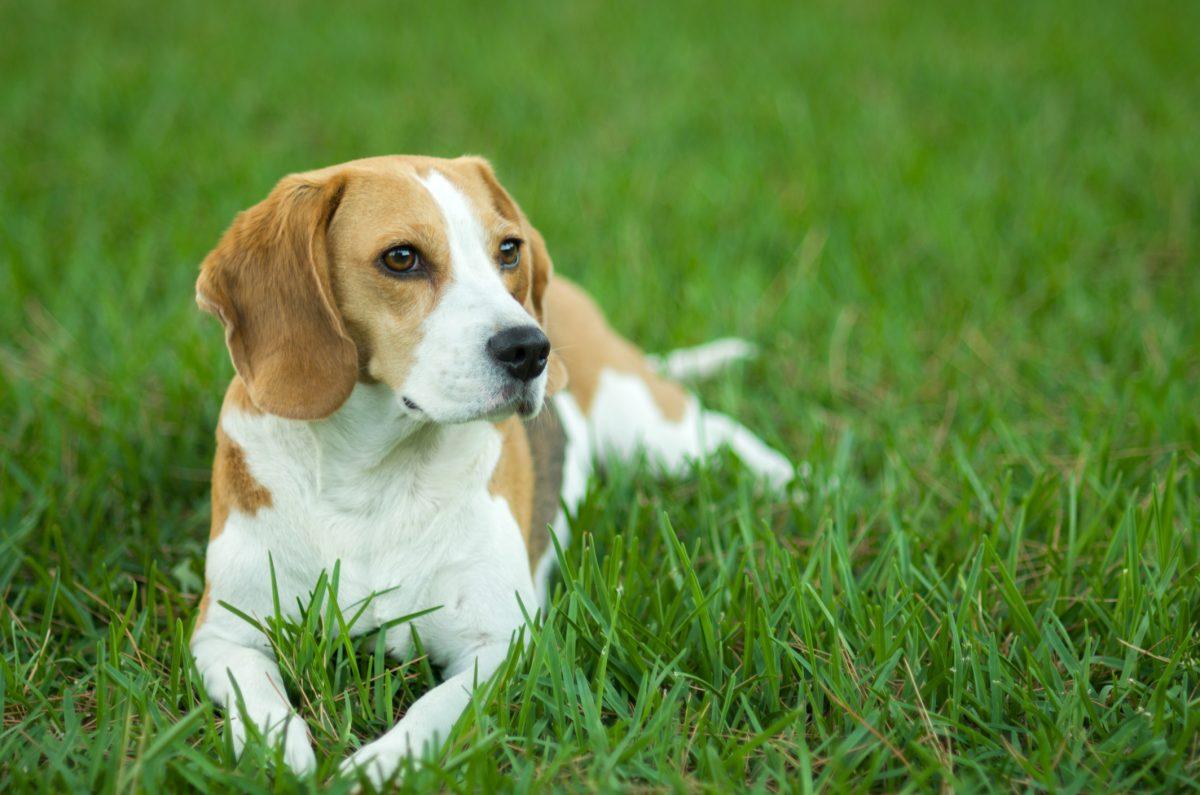 beagle puppy