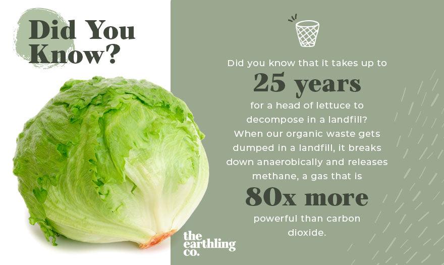 Did you know? Lettuce takes 25 years to decompose
