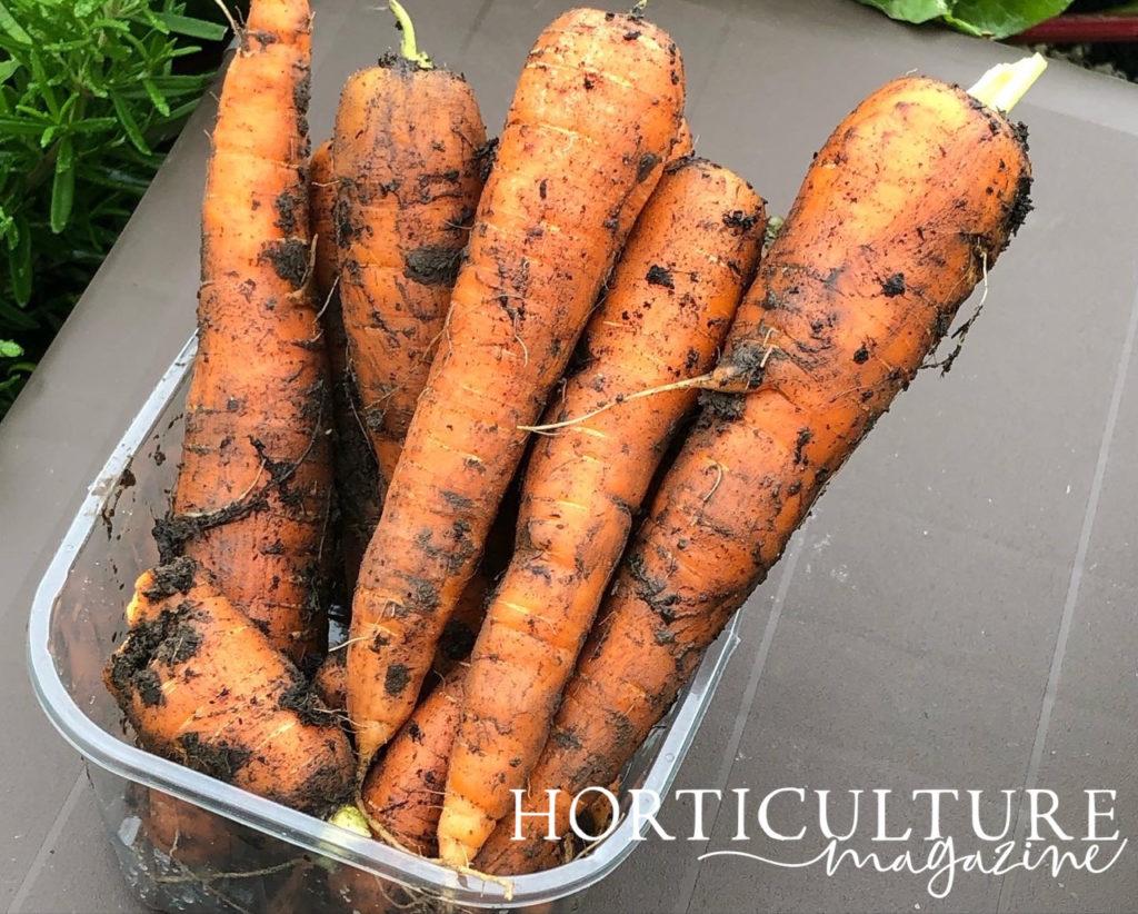 large orange carrots that have been harvested and are covered in soil in a plastic container outside