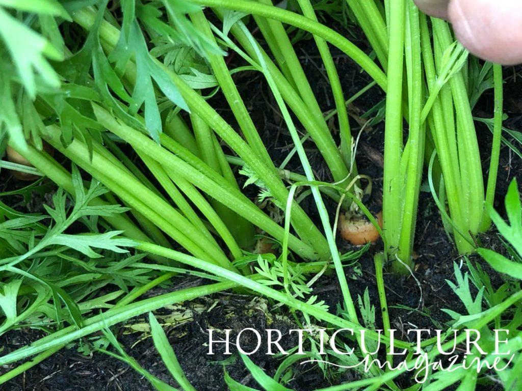 the head of a carrot shown protruding out of the soil