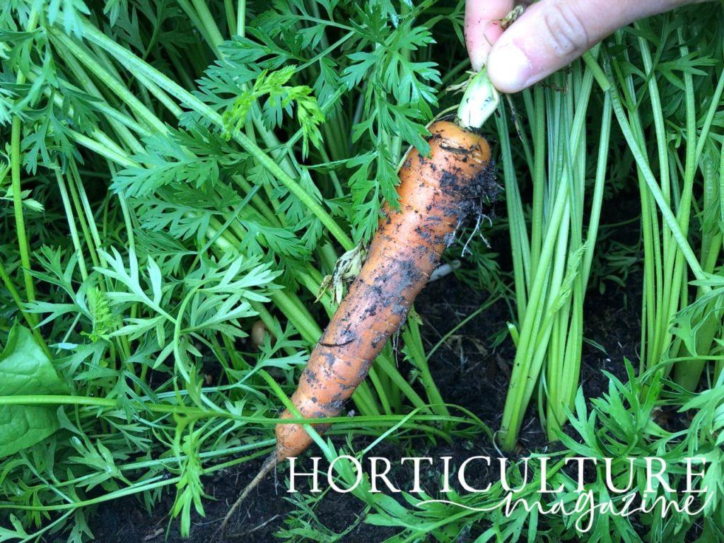 hand showing picking a single carrot from the ground