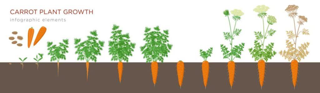 an illustration of the various stages of carrot plant growth