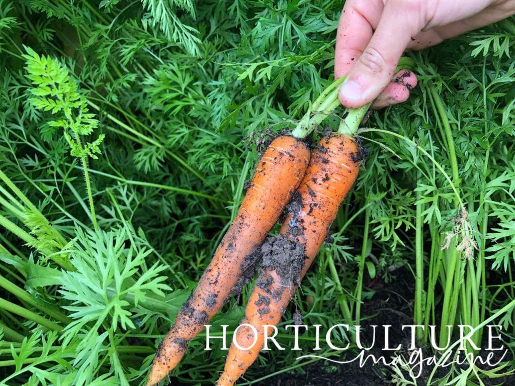 another view of carrots being harvested