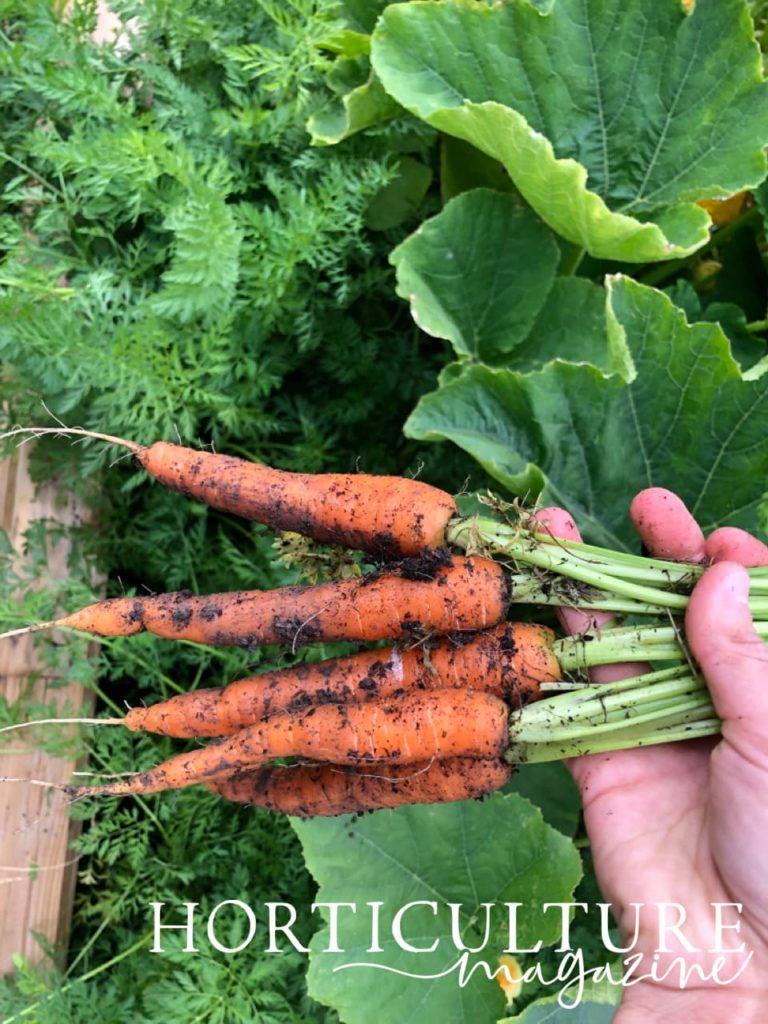 young carrots that have been pulled from the ground