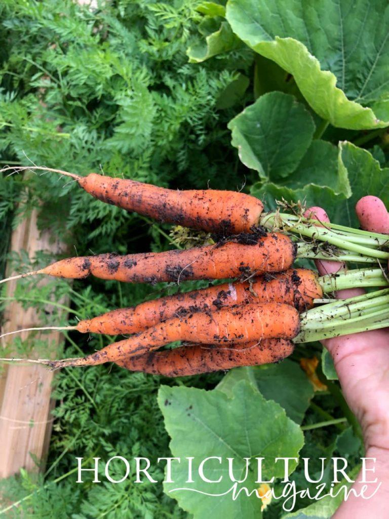 sideways view of immature carrots that have been pulled from the ground by hand