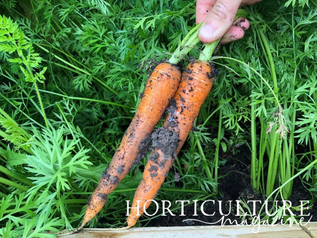 harvested carrots with long green stems in a basket with other leafy green vegetables