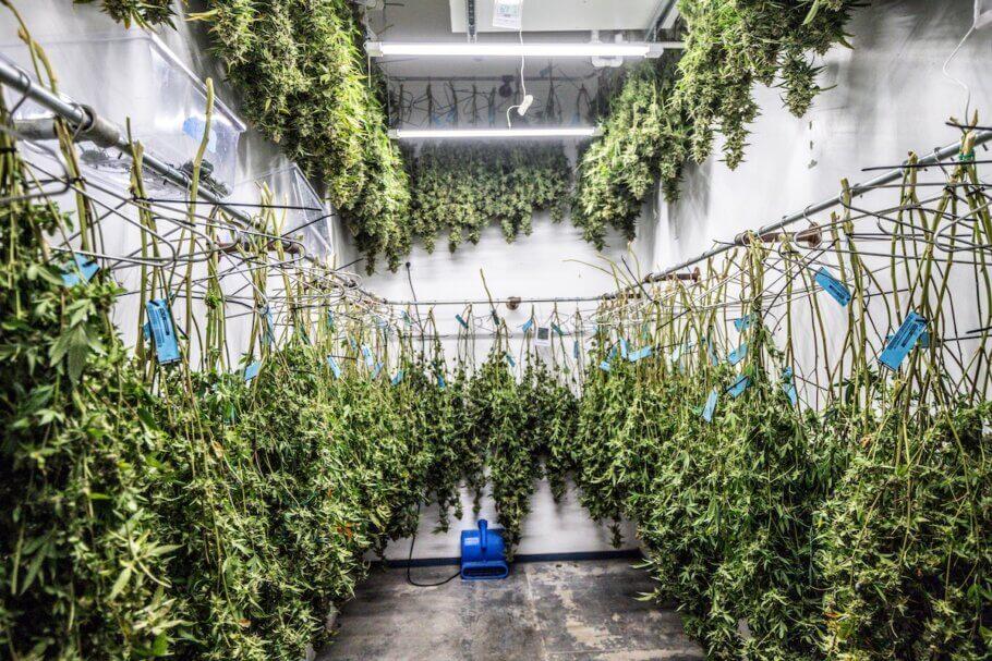 Drying room. After cutting the large fan-shaped leaves, the plants are hung in a dark, cool place for 7-14 days. Good air circulation is vital
