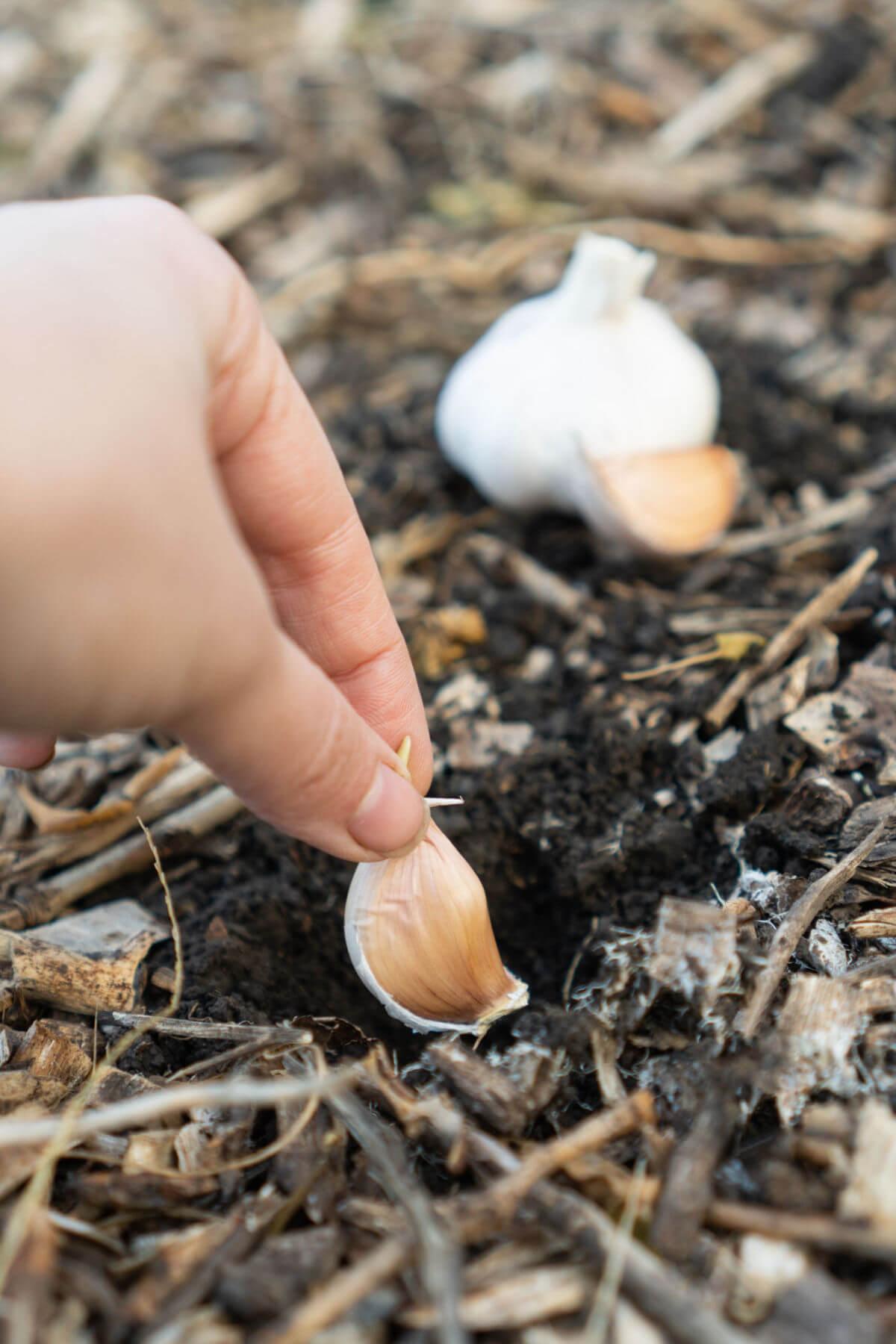 A hand plants a single garlic clove in dirt. A garlic head sits in the background.