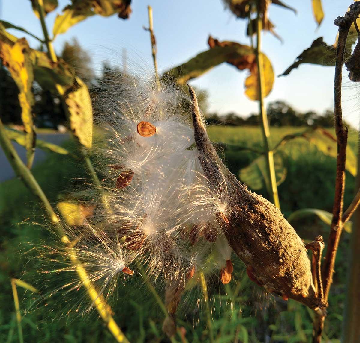 monarch-milkweed-5