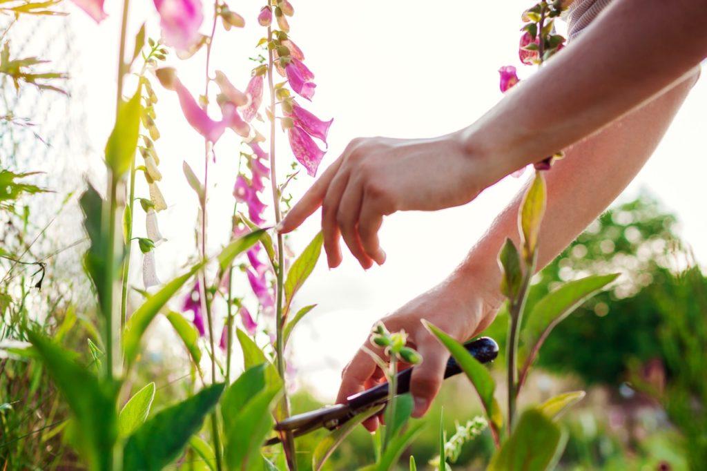 gardener holding the stem of pink flowering digitalis purpurea with one hand and using the other to cut it at the base with a pair of secateurs