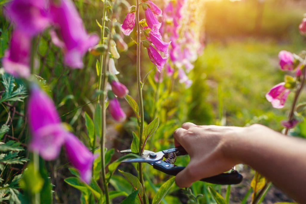 secateurs being used to cut the tall upright stem of a foxglove plant bearing bright pink trumpet-shaped flowers