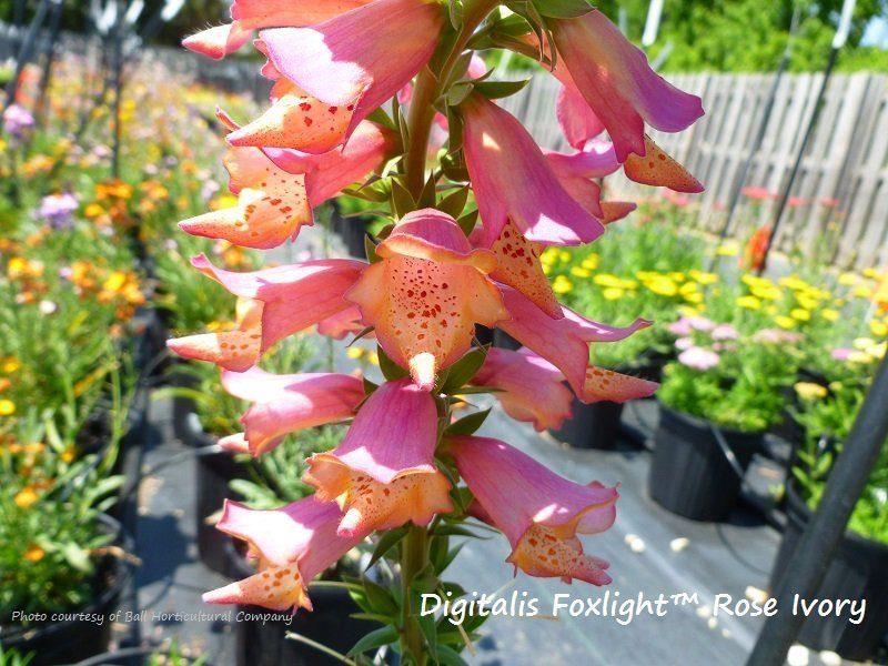 Digitalis Foxglove Rose Ivory