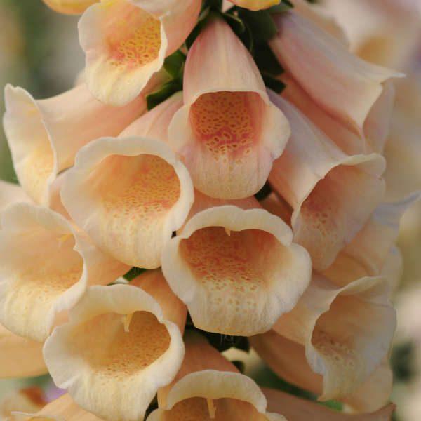 Ball Horticultural Company Peach Foxgloves