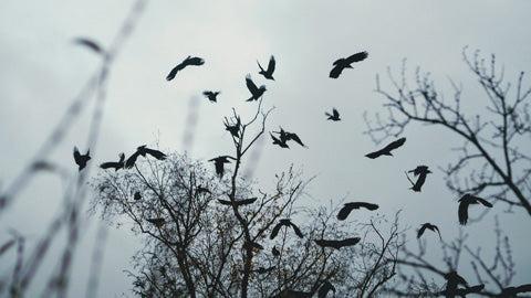 crows as sign from deity