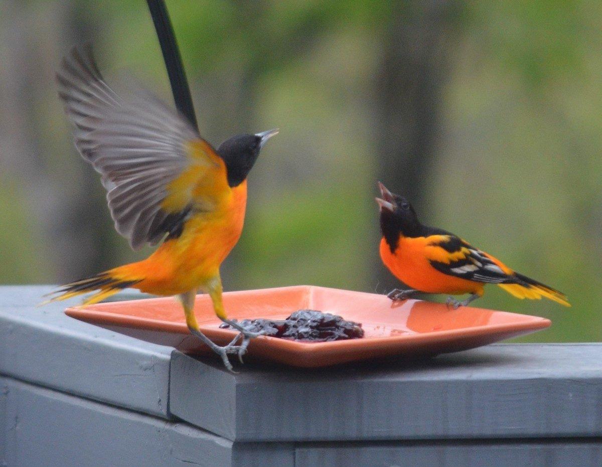 what birds eat jelly