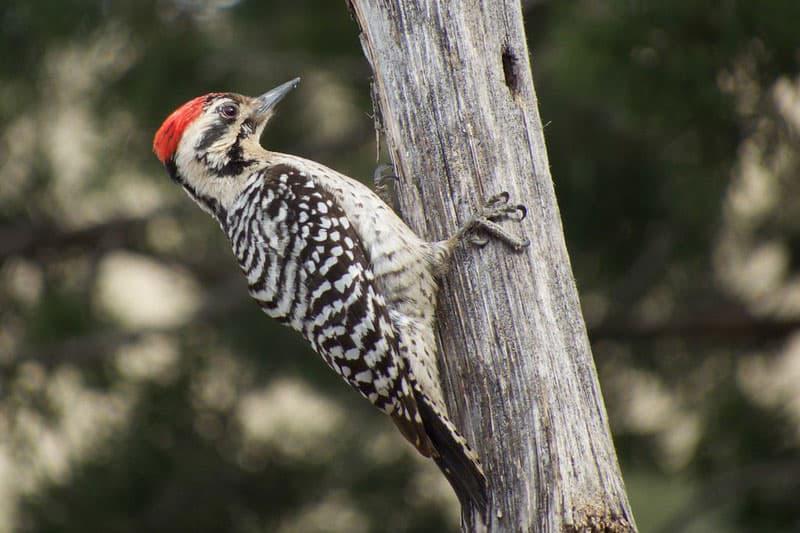 ladder backed woodpecker male clinging to wood fence post