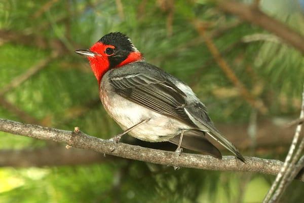 red-faced warbler male