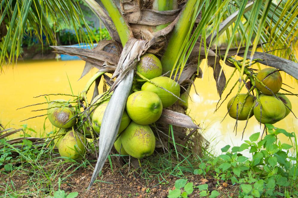 Dwarf Coconut Palms