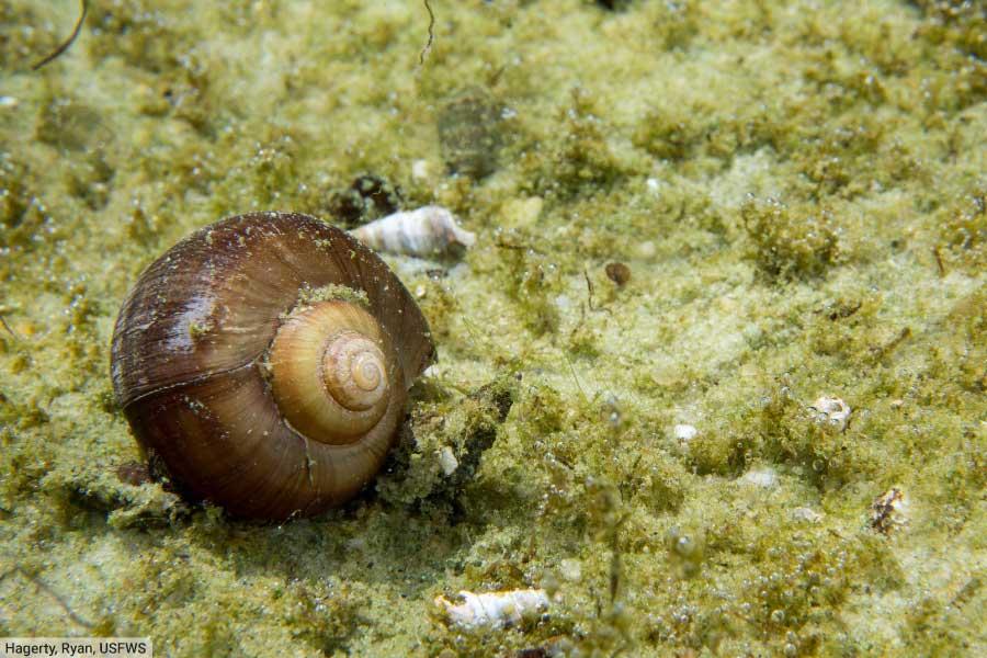 Florida Applesnail Freshwater snail