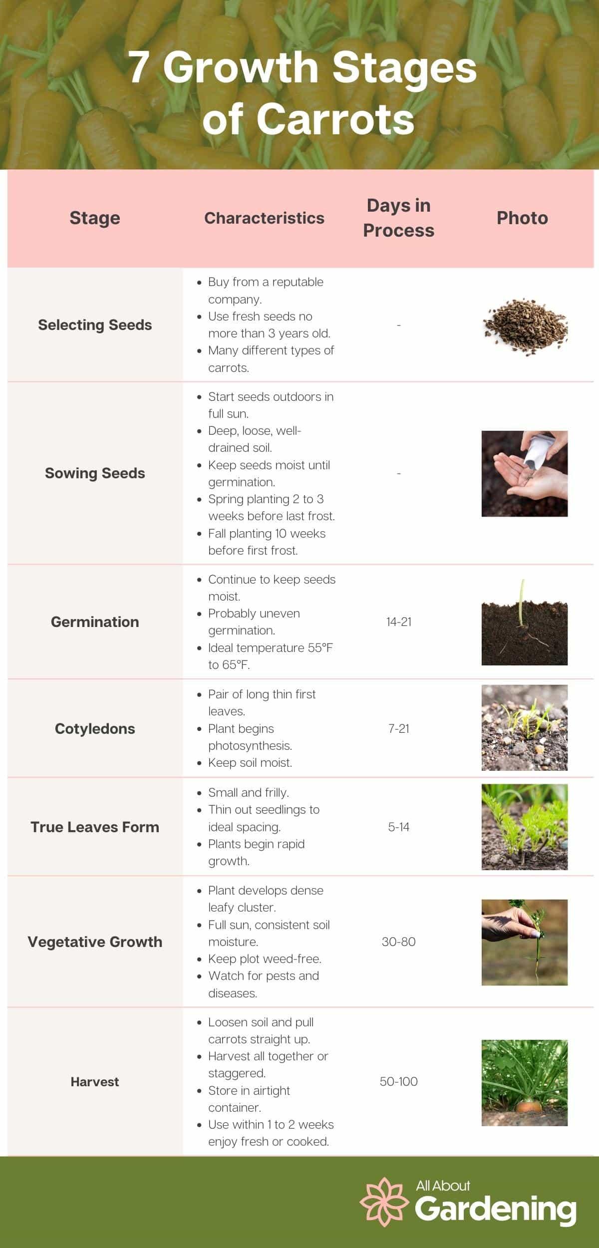 Chart that depicts the seven growth stages of carrots, their characteristics, days in process, and a photo example of each. The growth stages are as follows: selecting seeds, sowing seeds, germination, early growth or cotyledons, true leaves form, vegetative stage, then harvest.