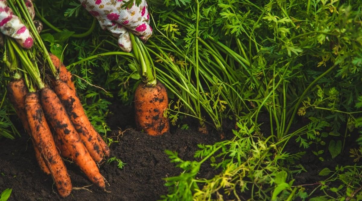 Close-up of a gardener's hands, wearing white, pink-flowered gloves, harvesting carrots in garden beds. The carrot plant has feathery green leaves on long thin stems that grow in a rosette close to the ground and long, tapering, edible bright orange roots.