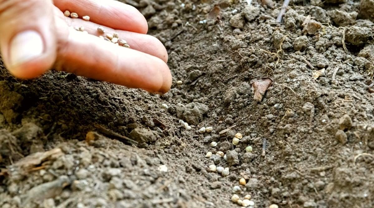 Close-up of a male hand sowing carrot seeds into the soil, in a garden. Seeds are small, oval, brown, with a rough surface. The soil is loose, dry, gray-brown in color.