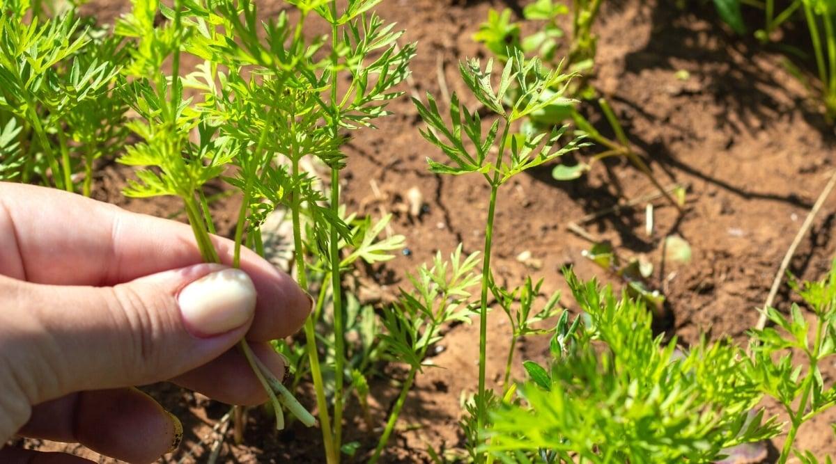 Close-up of a woman's hand thinning out carrot beds in a sunny garden. The girl pulls out densely planted and weak carrot sprouts. Carrot seedlings are many frilly bright green thin, strongly dissected leaves growing on thin green stems.