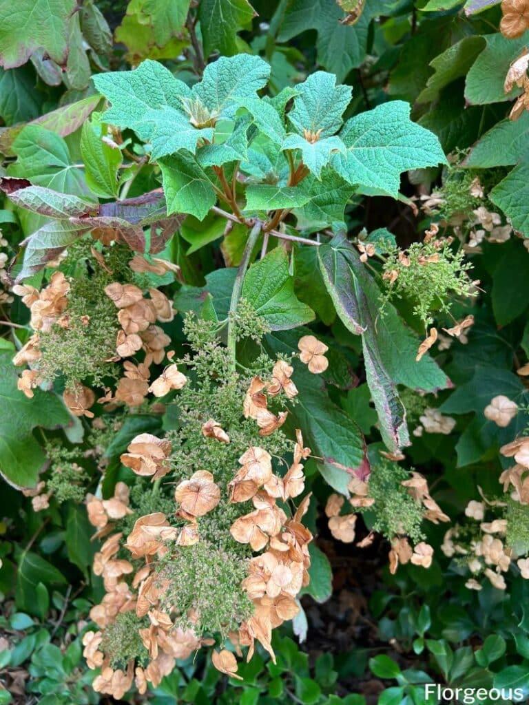 hydrangea seeds