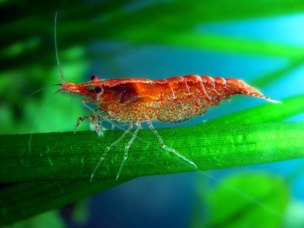 red shrimp