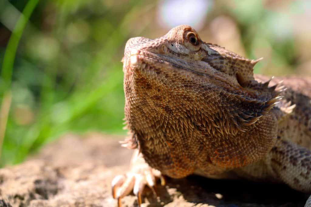 bearded dragon not moving