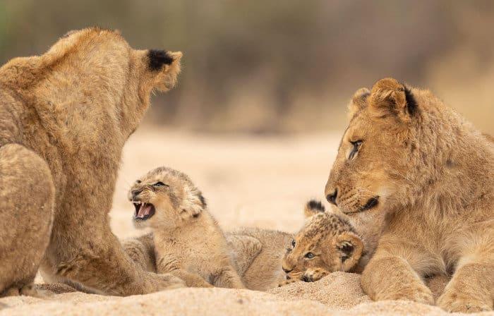 Lion cub snarling at an older sibling, while the other two observe the scene