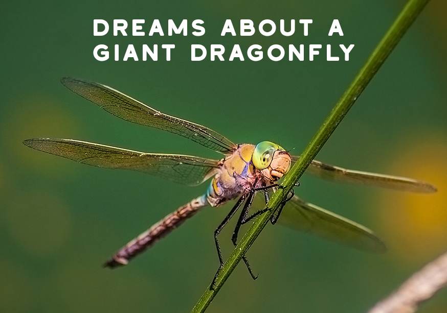 What is The Spiritual Meaning of Dragonflies?
