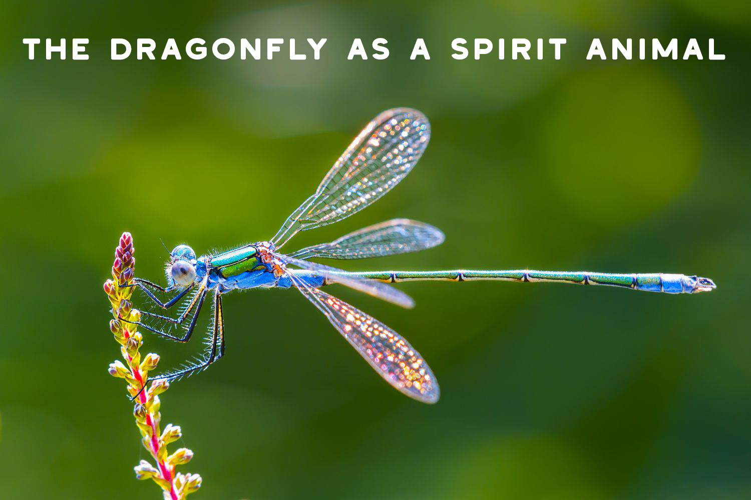 What is The Spiritual Meaning of Dragonflies?