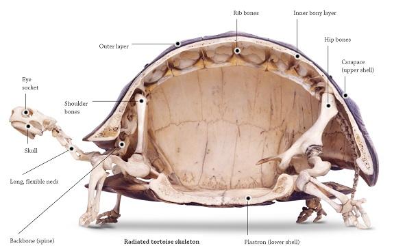 Inside Tortoise Shell