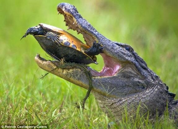 Alligator Attacking Turtle