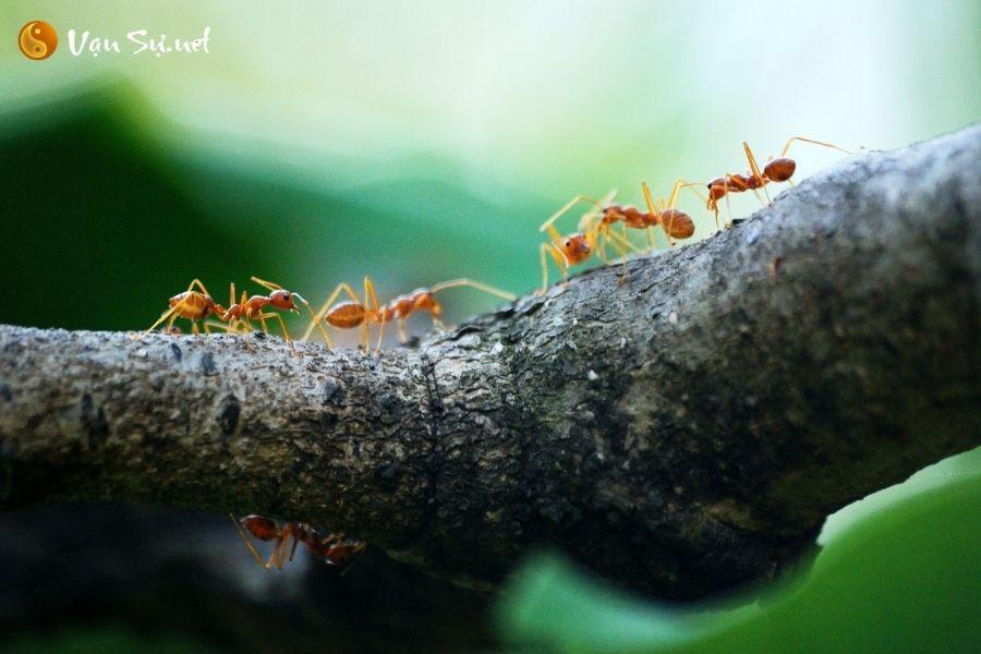 Decoding the significance of dreaming about ants - Good or bad omen?