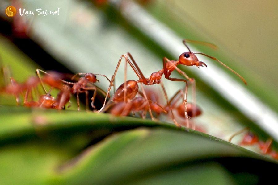 Decoding the significance of dreaming about ants - Good or bad omen?