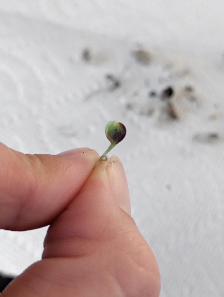 separating clematis seeds from fluff