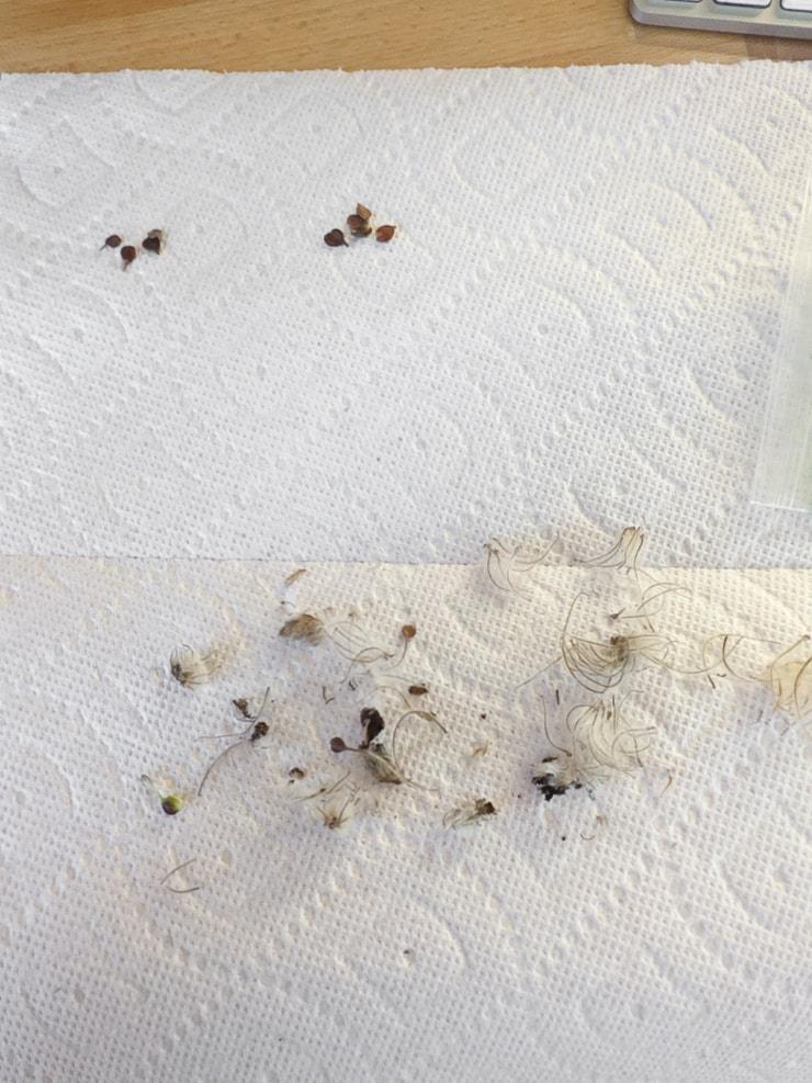 separating clematis seeds from fluff